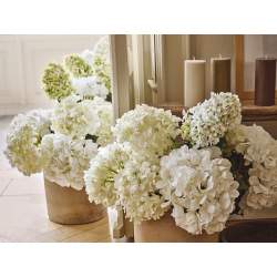Schlossberg Hortensia
